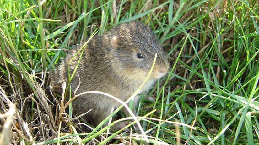 O preá-de-Moleques-do-Sul vive exclusivamente em um arquipélago isolado de Santa Catarina e é considerado o mamífero mais raro do mundo / Foto: Carlos H. Salvador/Reprodução