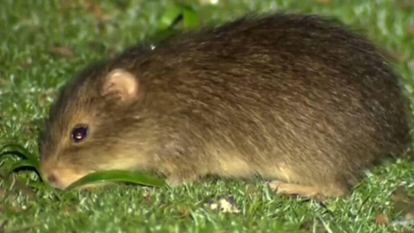 Com população estimada em apenas algumas centenas de indivíduos, o roedor está restrito a ilhas protegidas no litoral catarinense / Foto: Carlos H. Salvador/Reprodução