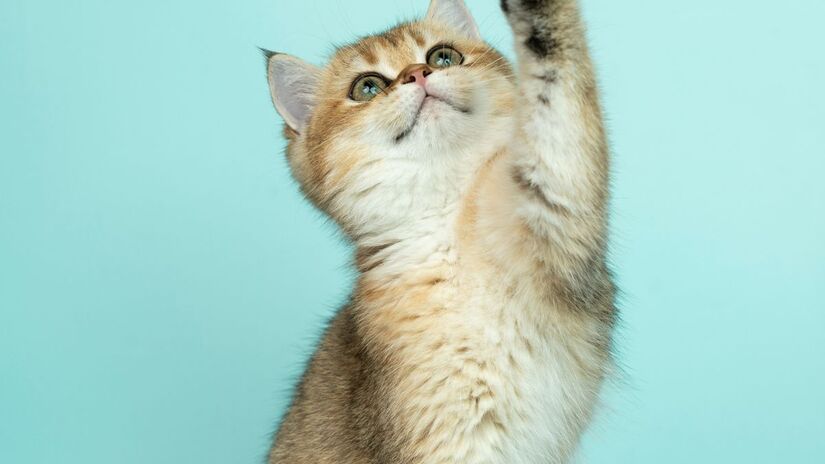 Acompanhamento veterinário regular é fundamental para prevenir doenças e garantir qualidade de vida aos animais: Procurar ajuda apenas quando o pet apresenta sintomas pode resultar em diagnósticos tardios e tratamentos mais complexos. Unsplash/Alvan Nee