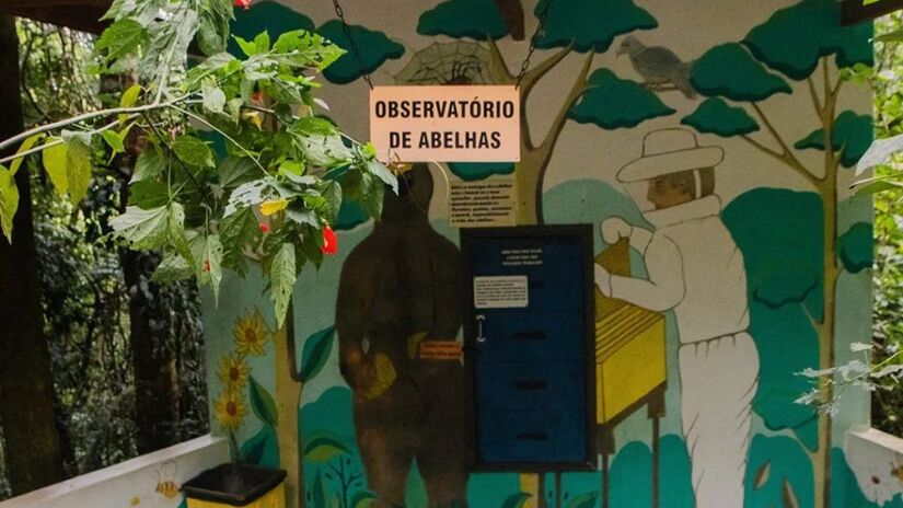 Observatório de abelhas - Visitantes observam o trabalho das abelhas nos favos com segurança, acompanhando de perto a rotina da colmeia/ Reprodução Cidade das Abelhas