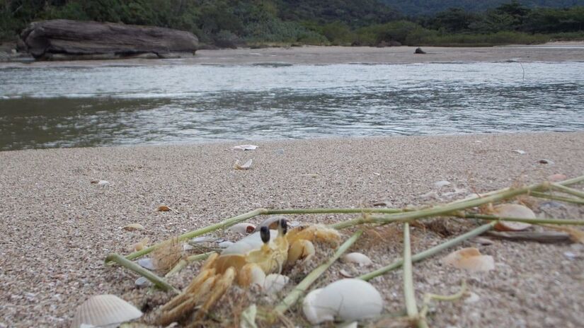 O caranguejo garoçá é conhecido por sua habilidade de se camuflar no ambiente costeiro / Márcio Ribeiro/DL
