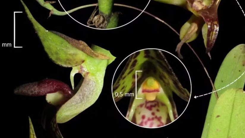 Cientistas encontram o exemplar próximo ao Salto do Tigre durante um rigoroso inventário florístico/Divulgação