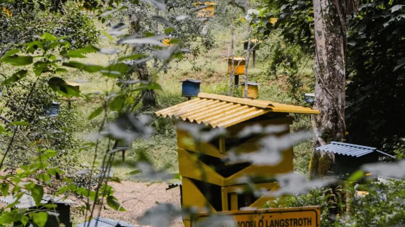 Apiário modelo - Conjunto de colmeias do tipo Langstroth mostra, na prática, como funciona a criação de abelhas e a produção de mel/ Reprodução Cidade das Abelhas