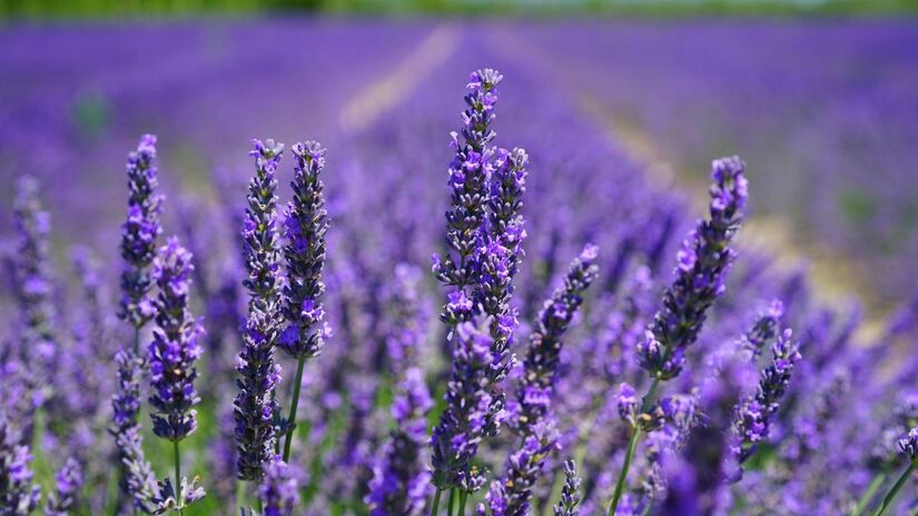 Lavanda: Planta resistente, aguenta sol forte e pouca água. É ideal para jardins que não recebem muita irrigação. Suas folhas perfumadas atraem insetos polinizadores e continuam bonitas mesmo em solos pobres/ Pixabay/Pexels