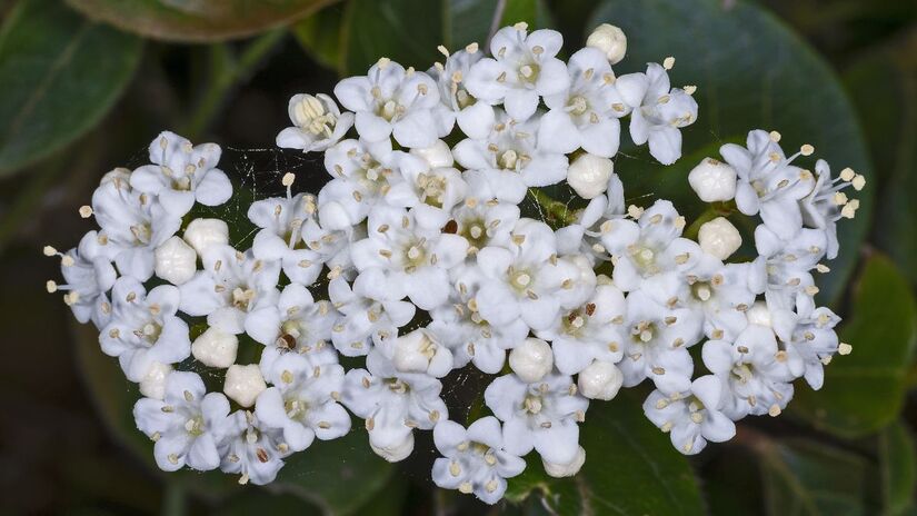 Loureiro-do-jardim: Arbusto que dura o ano todo, resiste a frio leve e a períodos sem rega. Floresce no inverno com flores brancas e ajuda a manter o jardim bonito e organizado o ano inteiro/ Muséum de Toulouse/Wikimedia Commons