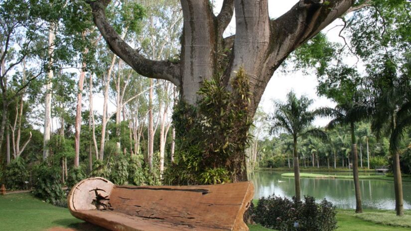 Mobílias orgânicas, como o banco da imagem foi esculpido por Hugo França, e as trilhas do museu convidam à imersão sugerida pela publicação norte-americana/ Bernadete Amados/Wikimedia Commons