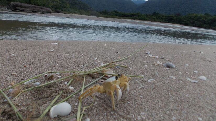 Essa espécie costuma viver em regiões de manguezais e áreas rasas próximas ao litoral / Márcio Ribeiro/DL