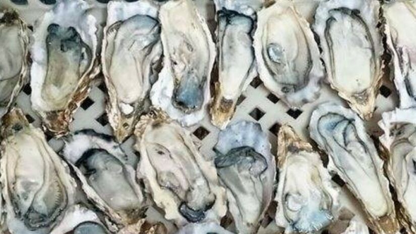 O processo envolve biólogos e engenheiros que garantem que o descarte de uma ameaça ambiental se torne um alimento seguro e saboroso/Freepik