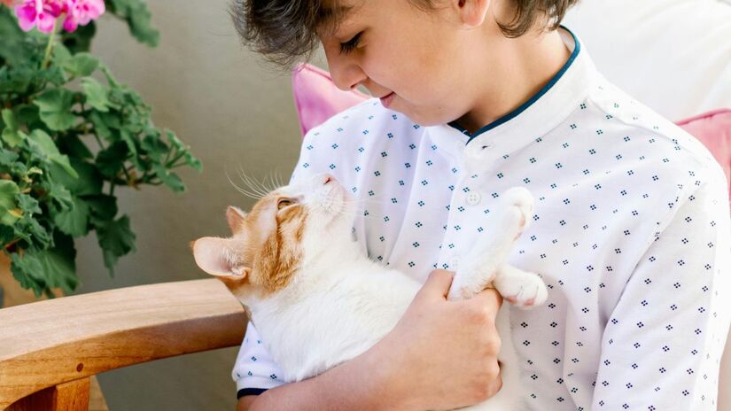 Casa cheia de gatos, perfil definido: estudo mostra que tutores de múltiplos felinos compartilham traços de personalidade semelhantes, como preferência por rotinas e ambientes tranquilos. /Pexels
