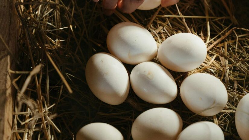 Do ponto de vista nutricional, ovos brancos e marrons são iguais e oferecem os mesmos benefícios para a saúde. /Pexels