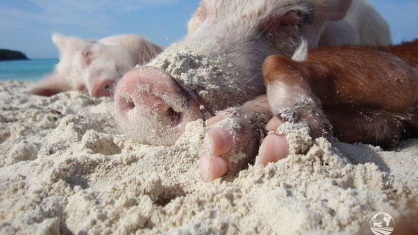 Um paraíso tropical inusitado nas Bahamas onde porcos nadam livremente ao lado de turistas em águas cristalinas. /World of Vegan