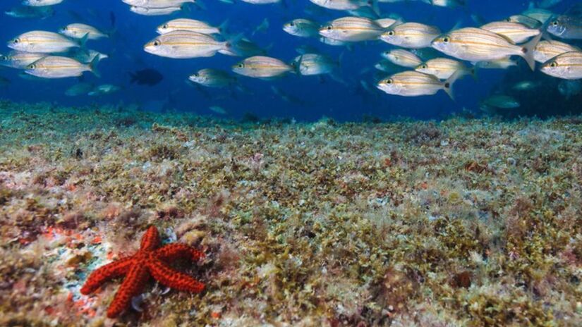 O fundo do mar abriga cardumes, estrelas-do-mar e centenas de espécies protegidas por regras rígidas de visitação/ Instituto Chico Mendes de Conservação da Biodiversidade