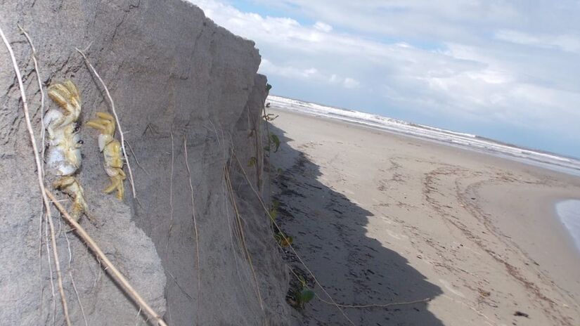 O garoçá se alimenta de matéria orgânica, ajudando na limpeza natural do ecossistema / Márcio Ribeiro/DL