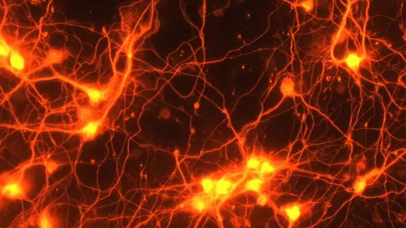 Durante a vida adulta, o cérebro entra em seu período mais estável. Com poucas mudanças estruturais, é nesta fase que a personalidade e as habilidades cognitivas se consolidam e atingem um equilíbrio/Foto de S. Thomas Carmichael, M.D., Ph.D., Faculdade de Medicina David Geffen da Universidade da Califórnia em Los Angeles (CC BY-NC 2.0)