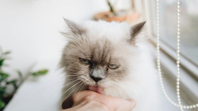 Personalidade influencia a convivência: pesquisa com mais de 3 mil pessoas aponta que tutores de vários gatos tendem a ser menos extrovertidos e emocionalmente estáveis. /Pexels