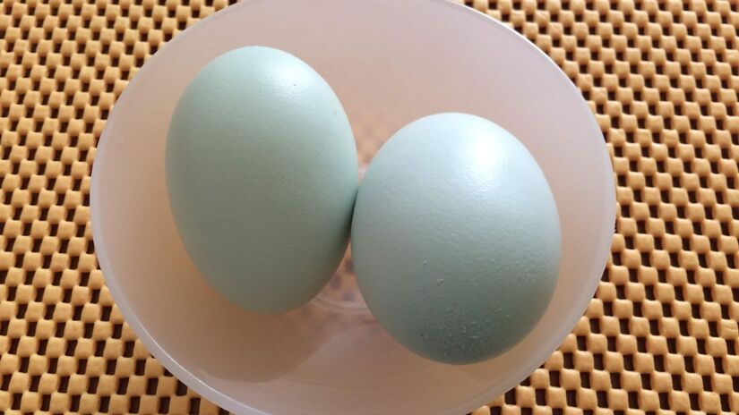 Ovos azulados são raros e vêm de uma raça específica chamada Araucana, originária do Chile. /Pexels