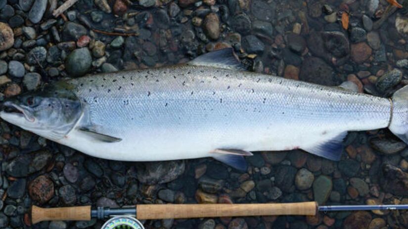 Chefes japoneses, como Yutaka Ishinabe, foram essenciais para validar o salmão norueguês como ingrediente premium para sushi e sashimi. /Getty Images