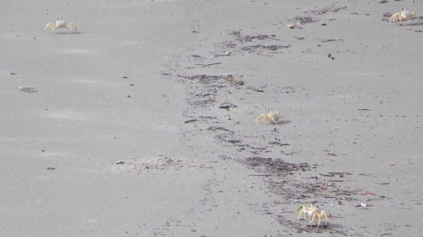 Seus movimentos rápidos são uma estratégia de defesa contra predadores / Márcio Ribeiro/DL
