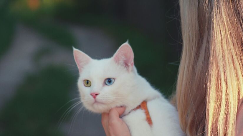 Personalidade influencia a convivência: pesquisa com mais de 3 mil pessoas aponta que tutores de vários gatos tendem a ser menos extrovertidos e emocionalmente estáveis. /Pexels