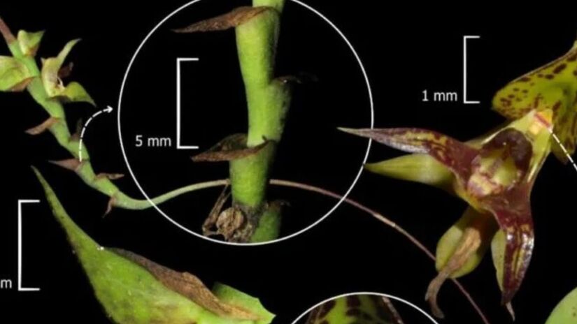 Pesquisadores descobrem a orquídea Bulbophyllum campos-portoi em área preservada no litoral paranaense/Divulgação