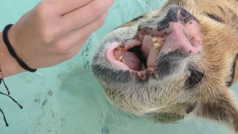 Os porcos se tornaram a grande atração turística da ilha deserta, chegando à praia ao avistar as embarcações de visitantes. /World of Vegan