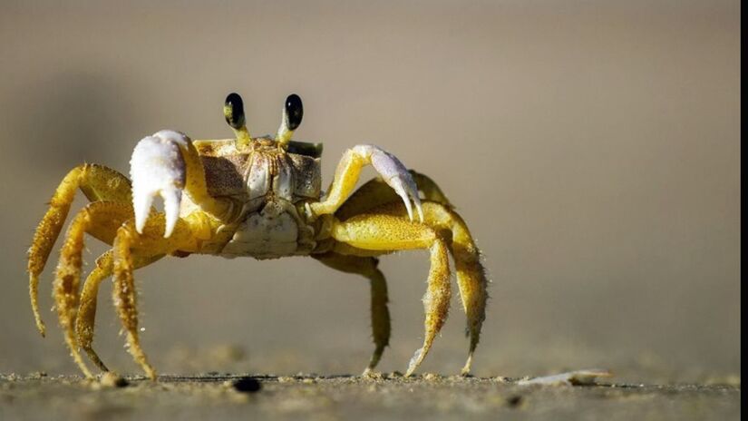 O caranguejo garoçá passa boa parte do tempo escondido em tocas ou sob a areia / Pixabay