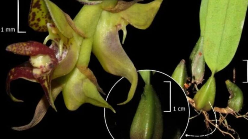 Cientistas do Instituto Mater Natura confirmam o primeiro registro oficial da espécie no Paraná/ Divulgação
