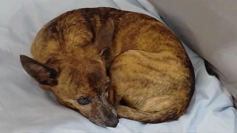 Equipes da prefeitura já atenderam mais de 300 pessoas em ações que incluem resgates de moradores ilhados /Divulgação