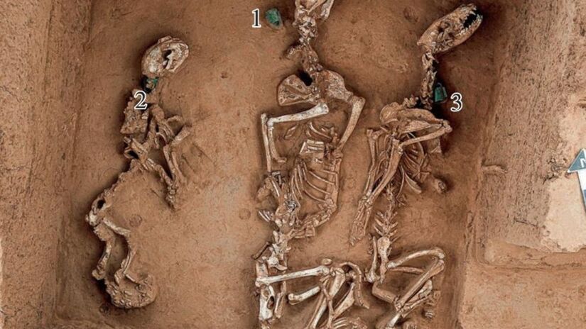 A diversidade de espécies achada em Anyang ajuda a reconstruir ecossistemas e florestas desaparecidas há milênios. /Reprodução/ChinaScience