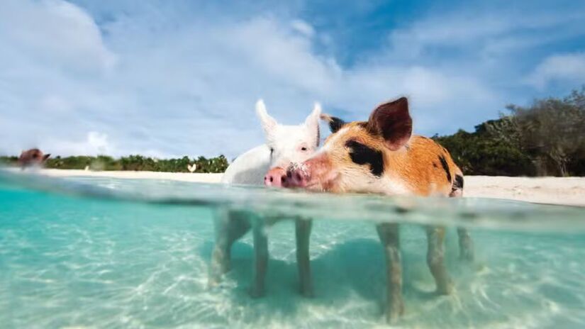 Em um cenário de areias brancas e mar azul-turquesa, os animais adaptaram-se à vida nesta ilha sem presença humana. /World of Vegan
