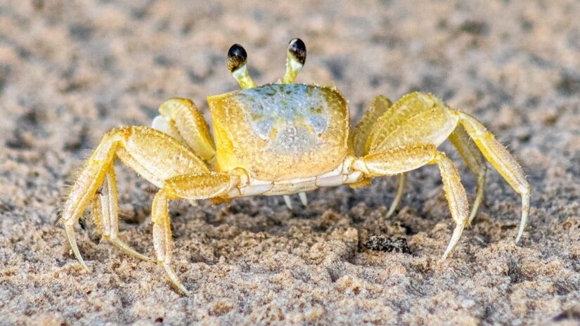 A espécie tem papel importante no equilíbrio ambiental dos mangues / Pixabay
