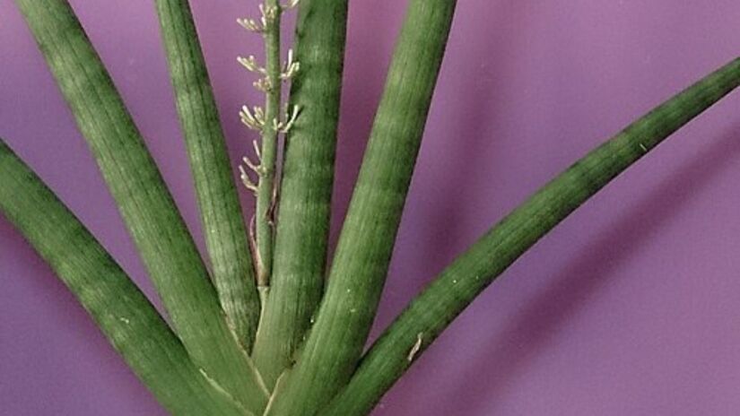 Costela-de-adão: Favorita na decoração, tem folhas grandes e recortadas características/Wikipedia