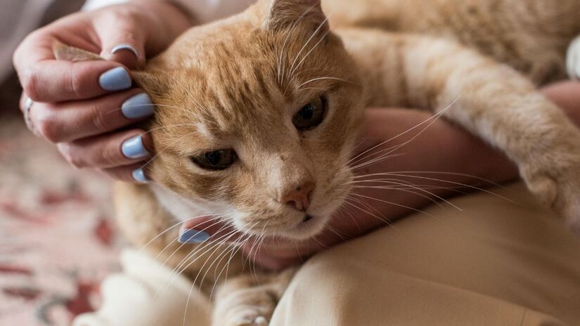 Harmonia entre humanos e felinos: ambientes estruturados e rotinas claras ajudam a reduzir conflitos e garantem qualidade de vida em lares com vários gatos. /Pexels
