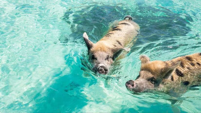 Turistas interagem com os porcos sob monitoramento, enquanto organizações garantem seu bem-estar com água e alimentação adequada. /World of Vegan