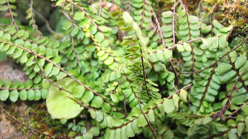 Asplênio: Folhas largas e brilhantes que formam uma "roseta", lembrando um ninho/Wikipedia