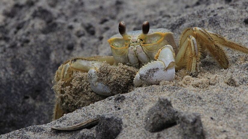 A presença do caranguejo garoçá indica áreas costeiras ainda bem preservadas / Pixabay