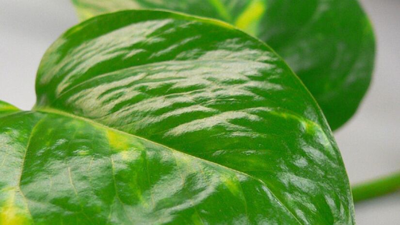 Jiboia: Pode ser cultivada em vasos ou como pendente, perfeita para luz difusa/Wikipedia/Wikipedia
