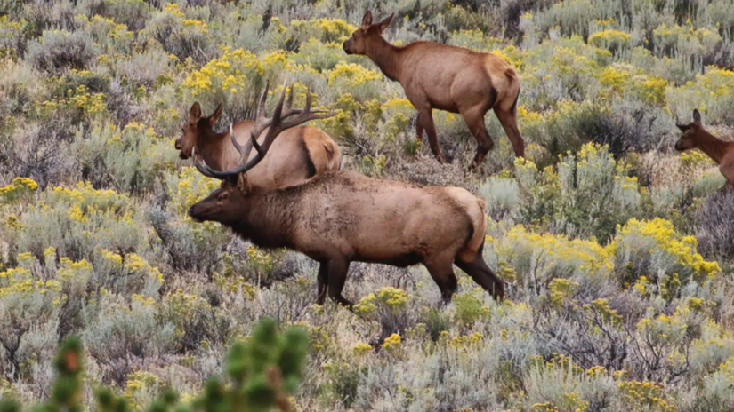 4 Localização Privilegiada A fazenda está situada no Wyoming estado conhecido por abrigar o Parque de Yellowstone e possuir as paisagens mais icônicas do Oeste americano /Divulgação

