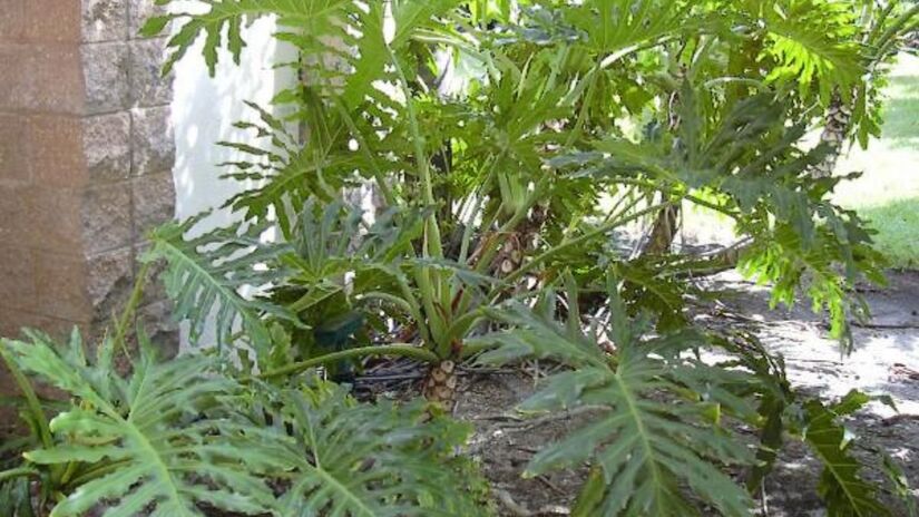 Filodendro-brasil: Folhas em formato de coração, de cuidado simples/Wikipedia