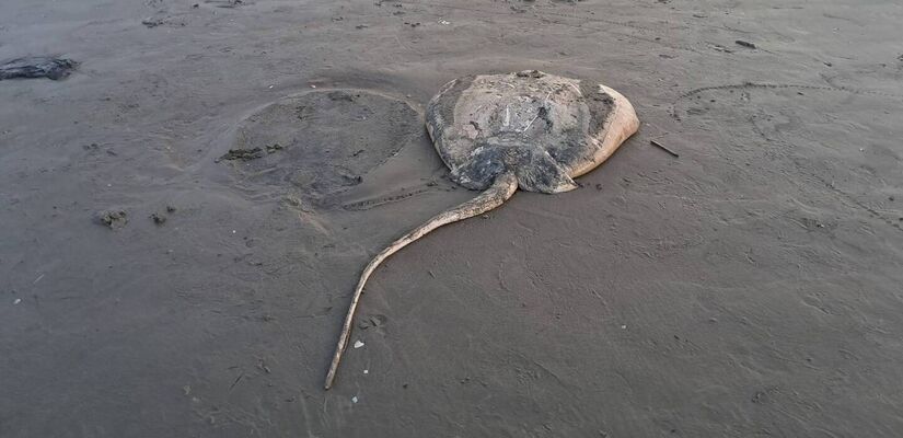 Animal j&aacute; estava em avan&ccedil;ado estado de decomposi&ccedil;&atilde;o quando foi localizado na faixa de areia /M&aacute;rcio Ribeiro
