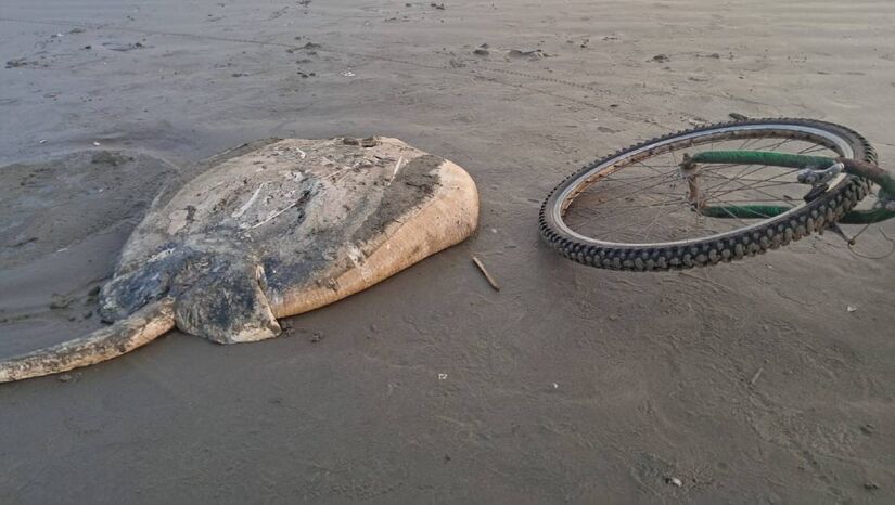 Raia de grande porte foi encontrada morta na praia de Peru&iacute;be no &uacute;ltimo fim de semana /M&aacute;rcio Ribeiro