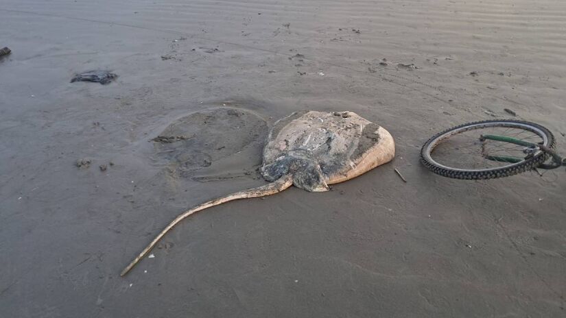 Esp&eacute;cie n&atilde;o p&ocirc;de ser identificada com precis&atilde;o devido &agrave;s condi&ccedil;&otilde;es do corpo /M&aacute;rcio Ribeiro