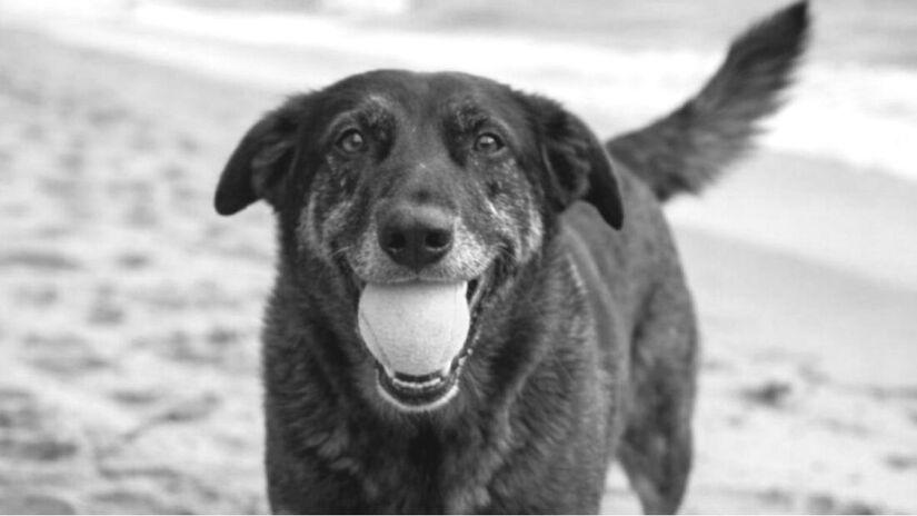 O cão orelha foi brutalmente agredido por um grupo de adolescentes em 4 de janeiro (Reprodução/Redes Sociais)