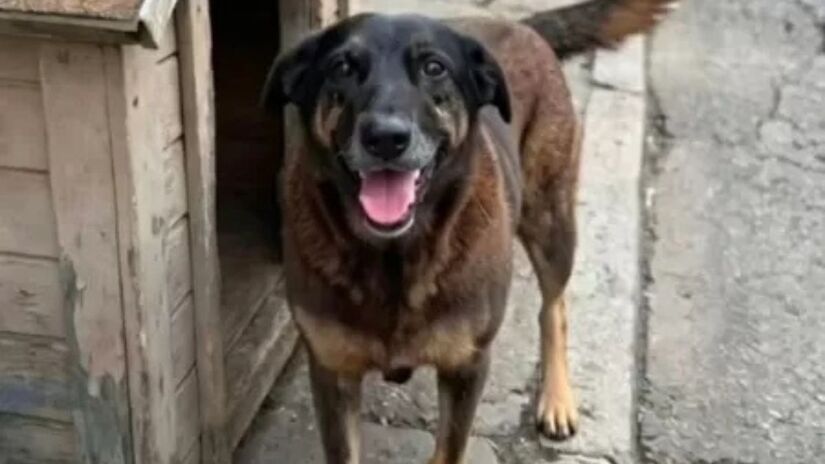 Após se encontrado por moradores no dia 5 de janeiro e levado para um veterinário, por conta da gravidade dos ferimentos, ele teve de ser sacrificado (Reprodução/Redes Sociais)