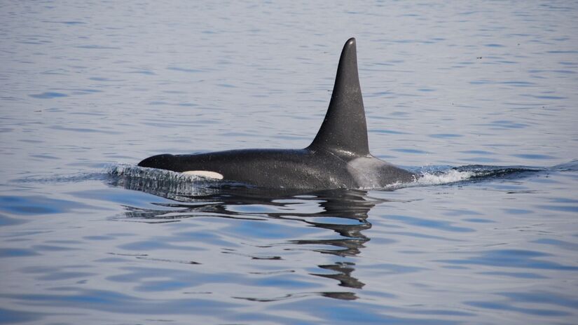 Orcas podem ser encontradas em todos os oceanos do planeta, do Ártico aos trópicos / Pixabay