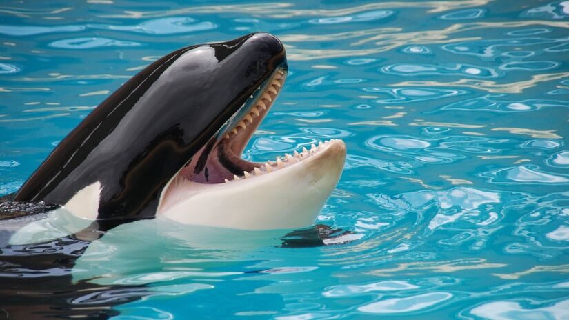 Extremamente inteligentes, elas vivem em grupos sociais complexos e bem organizados / Pixabay