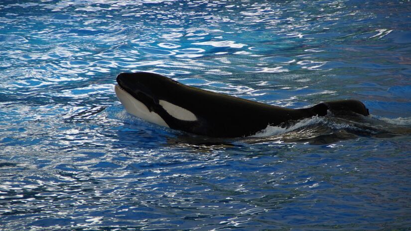 As orcas são consideradas os maiores membros da família dos golfinhos / Pixabay