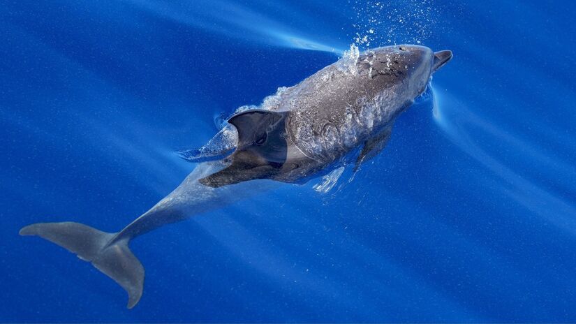 Golfinhos são conhecidos pela inteligência elevada e pela comunicação sofisticada em grupo / Pixabay