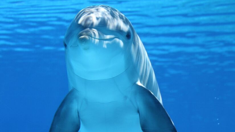 Esses mamíferos marinhos formam laços sociais fortes e cooperam na caça / Pixabay