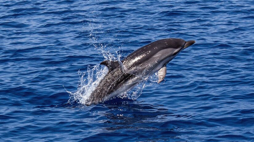 Golfinhos habitam oceanos e rios, adaptando-se a diferentes ambientes aquáticos / Pixabay